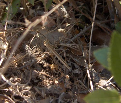 Réf. 29 563 : Geomantis larvoides