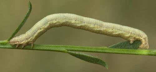 Réf. 29 228 : Ematurga atomaria