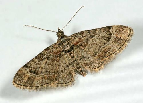 Réf. 29 059 : Gymnoscelis rufifasciata