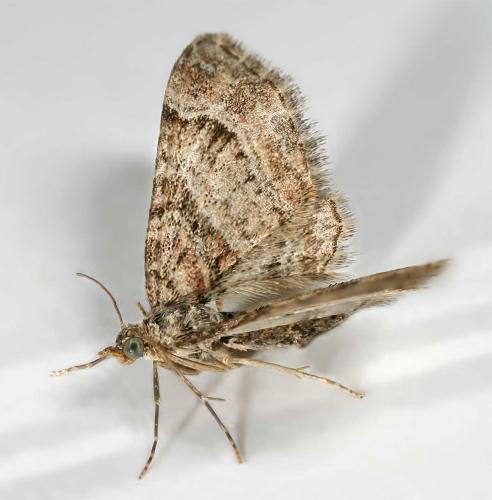 Gymnoscelis rufifasciata