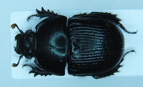 Anoplotrupes hornii