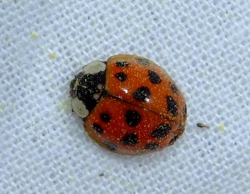 Harmonia axyridis