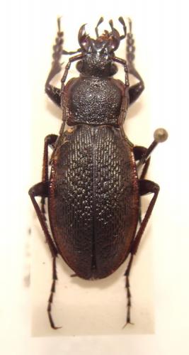 Carabus henningi