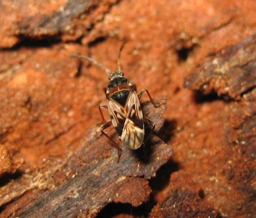 Scolopostethus decoratus