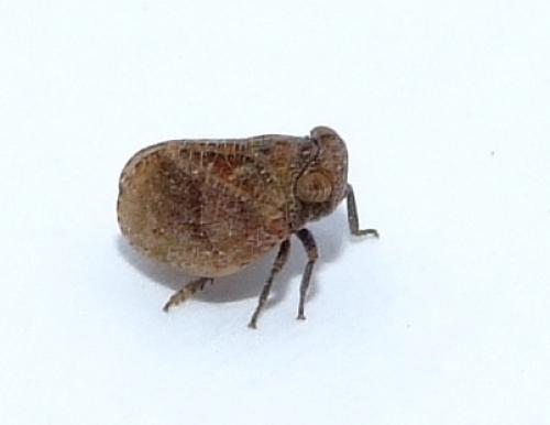 Réf. 29 725 : Hysteropterum sp.