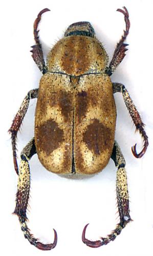 Réf. 29 395 : Hoplia sp.