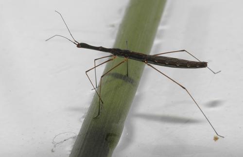Hydrometra stagnorum