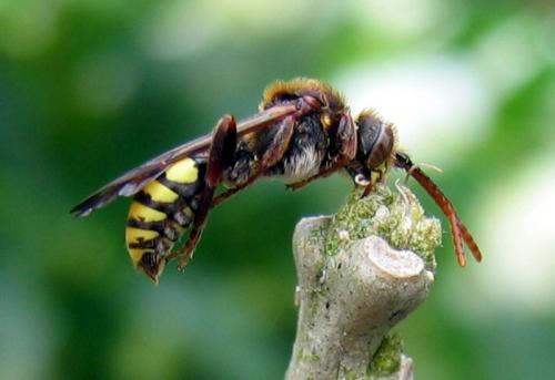 Nomada sp.