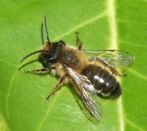 Andrena sp.
