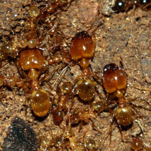 Réf. 29 381 : Pheidole pallidula
