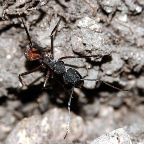 Camponotus cruentatus