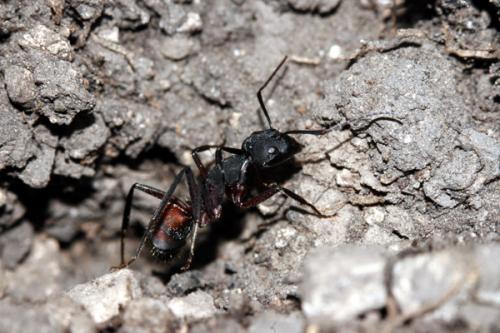Camponotus cruentatus