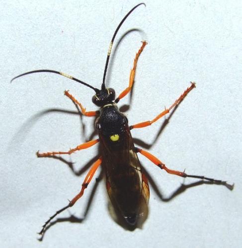Réf. 29 817 : Diphyus quadripunctorius