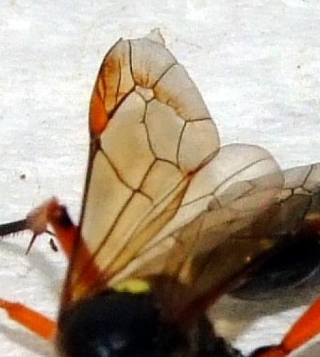 Réf. 29 822 : Diphyus quadripunctorius