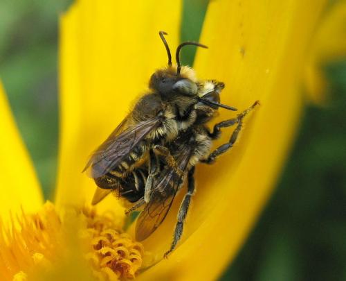 Réf. 29 143 : Megachile sp.