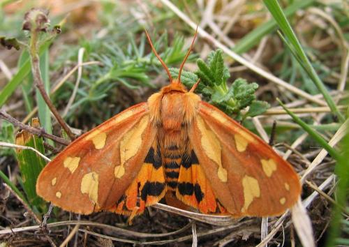 Réf. 29 427 : Hyphoraia testudinaria