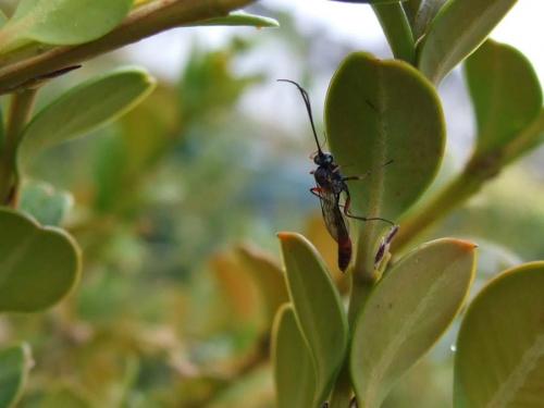 Réf. 29 809 : Campopleginae inconnu