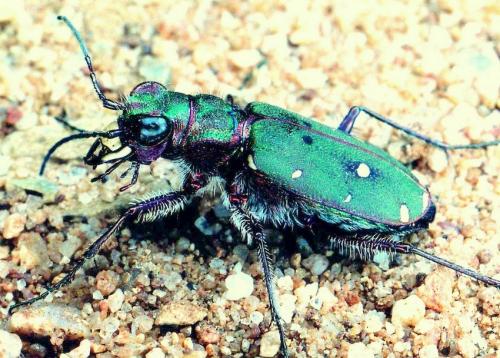 Réf. 29 388 : Cicindela maroccana pseudomaroccana