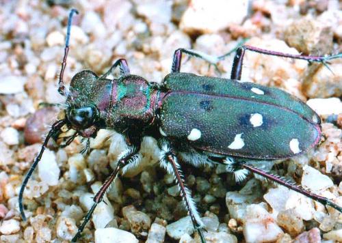 Réf. 29 407 : Cicindela maroccana pseudomaroccana