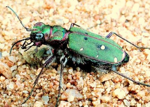Réf. 29 414 : Cicindela maroccana pseudomaroccana