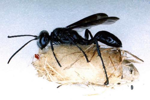 Isodontia mexicana