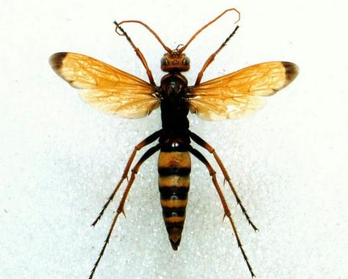 Réf. 29 776 : Cryptocheilus alternatus