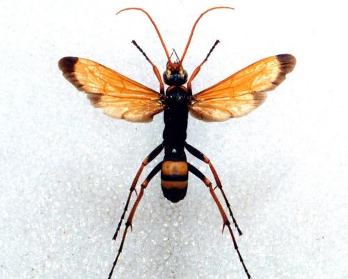 Réf. 29 778 : Cryptocheilus alternatus