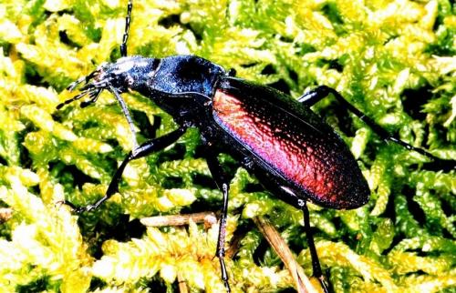 Carabus hispanus
