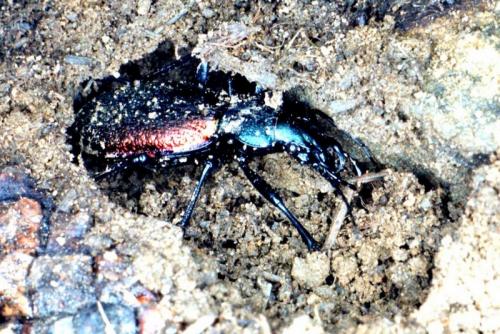 Carabus hispanus