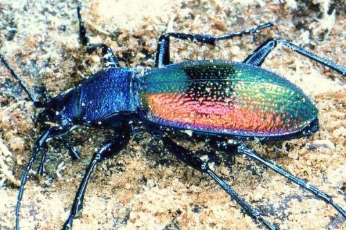 Carabus hispanus