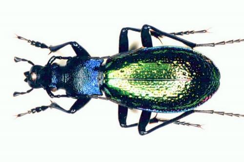 Carabus hispanus