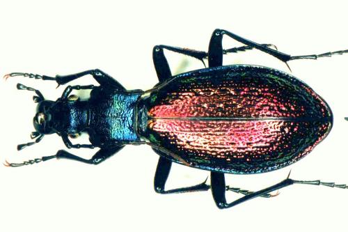 Carabus hispanus
