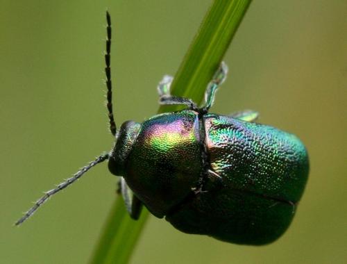 Cryptocephalus sp.