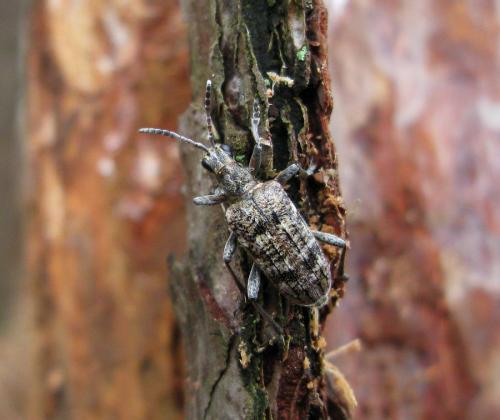 Réf. 29 111 : Rhagium inquisitor
