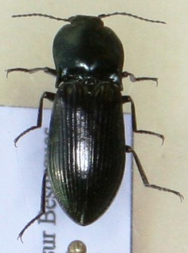 Selatosomus amplicollis