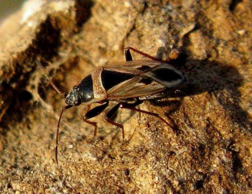 Réf. 29 310 : Xanthochilus saturnius