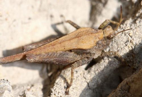 Tetrix sp.