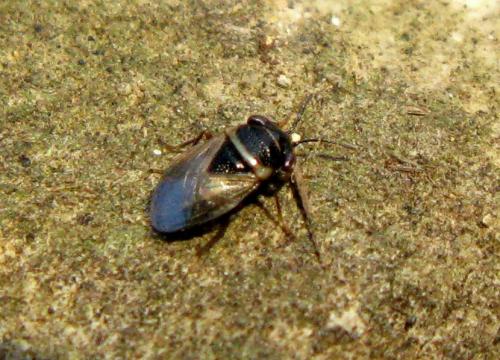 Réf. 29 309 : Geocoris megacephalus