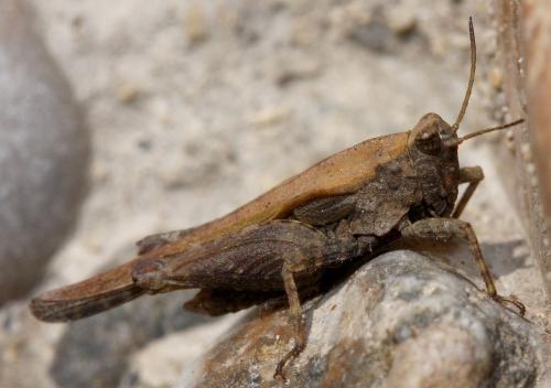 Tetrix sp.