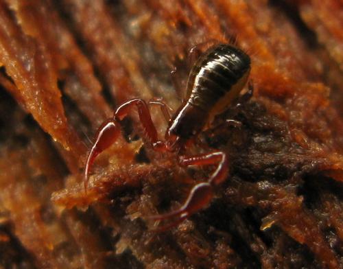 Neobisium sp.