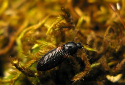 Calambus bipustulatus
