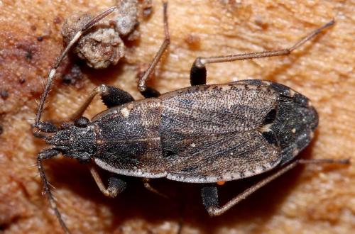 Ischnopeza hirticornis
