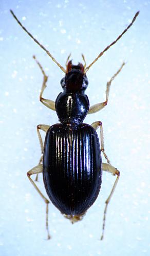 Réf. 29 867 : Paranchus albipes