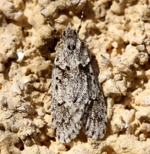 Diurnea fagella