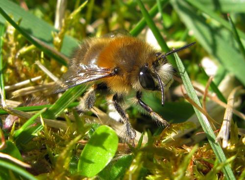 Anthophora plumipes