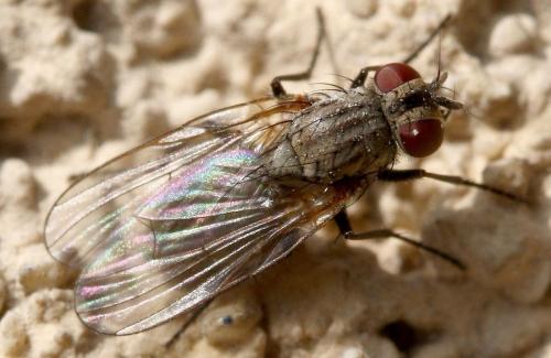 Fannia canicularis