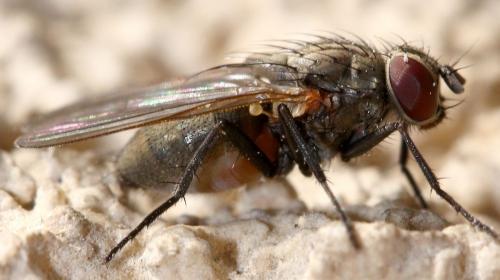 Fannia canicularis