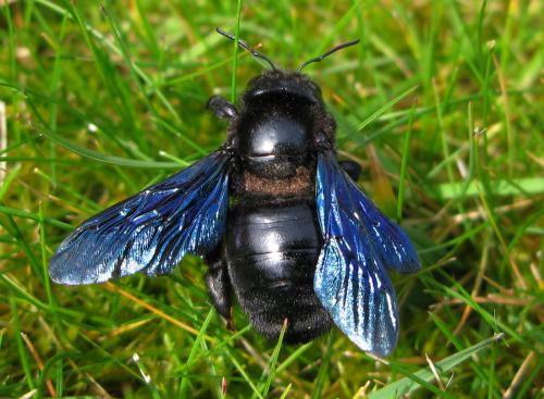 Réf. 29 996 : Xylocopa violacea