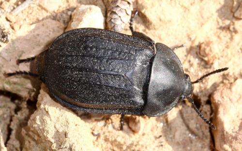 Silpha olivieri
