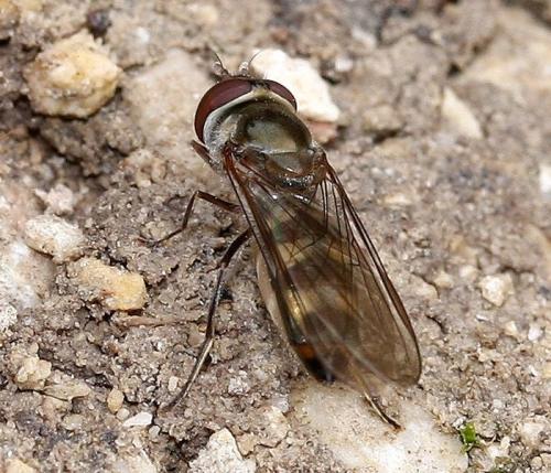 Réf. 29 239 : Meliscaeva auricollis